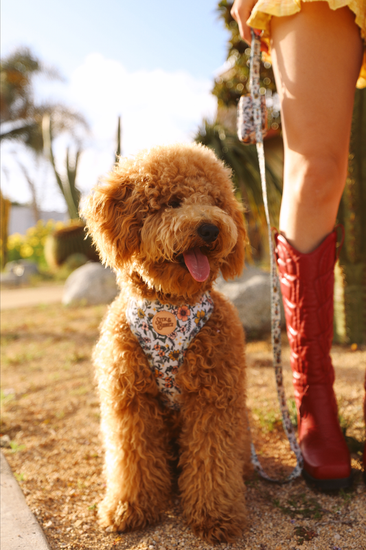 Wild Flowerz Harness Set - Sky Blue