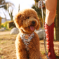 Wild Flowerz Harness Set - Sky Blue