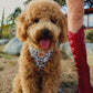 Wild Flowerz Harness Set - Sky Blue